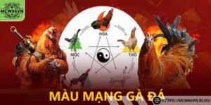 Xem màu mạng gà đá với chủ mệnh hoả