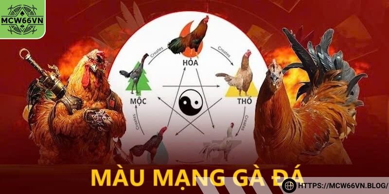 Xem màu mạng gà đá với chủ mệnh hoả
