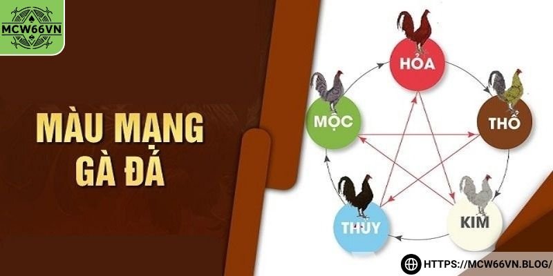 Cách xem màu mạng gà đá chủ mệnh Kim
