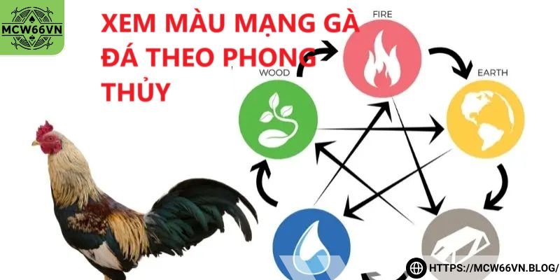 Cách xem màu mạng gà đá gắn với tâm linh