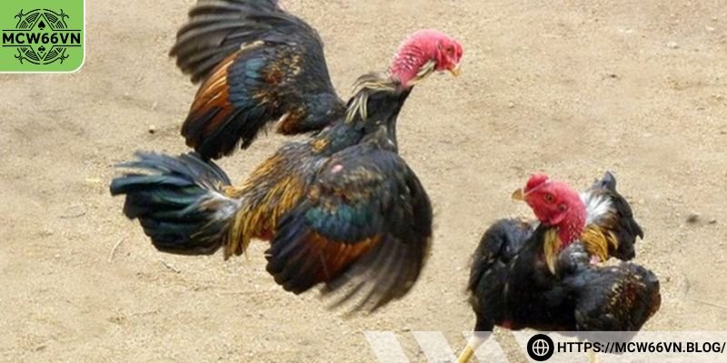 Gà cọp đá đòn sở hữu khả năng chiến đấu cao