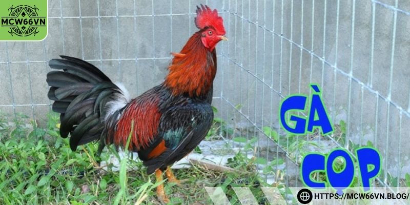 Những đặc điểm có ở những con gà cọp